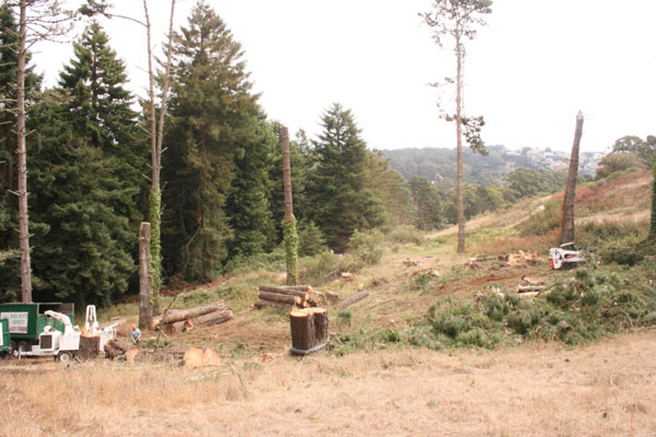 marinarborists_presidio_12